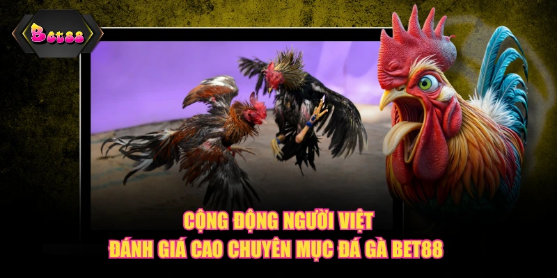 Cộng động người Việt đánh giá cao chuyên mục Đá Gà BET88 